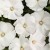 Niecierpek Sunpatiens Vigorous Clear White