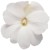 Niecierpek Sunpatiens Vigorous Clear White