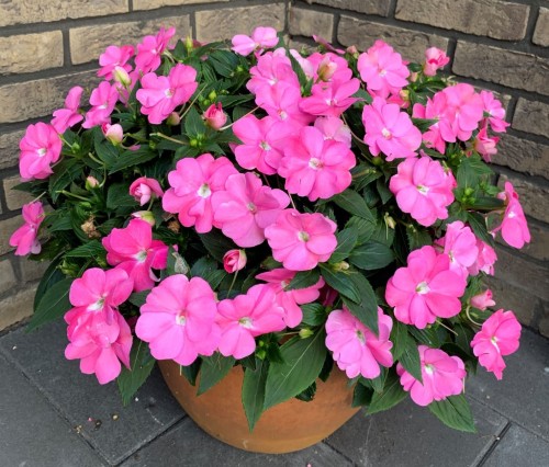 Niecierpek Sunpatiens Vigorous Pretty Pink