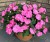Niecierpek Sunpatiens Vigorous Pretty Pink