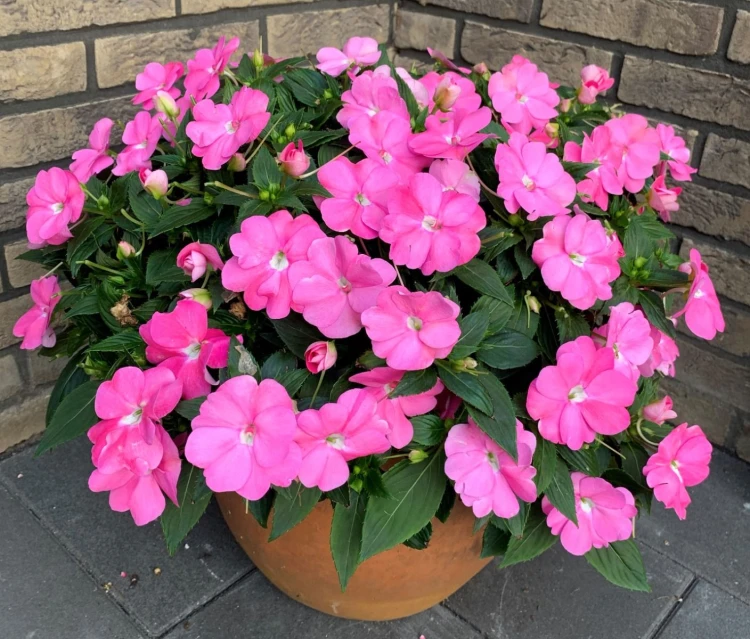 Niecierpek Sunpatiens Vigorous Pretty Pink