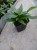 Niecierpek Sunpatiens Vigorous Pretty Pink