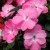 Niecierpek Sunpatiens Vigorous Pretty Pink
