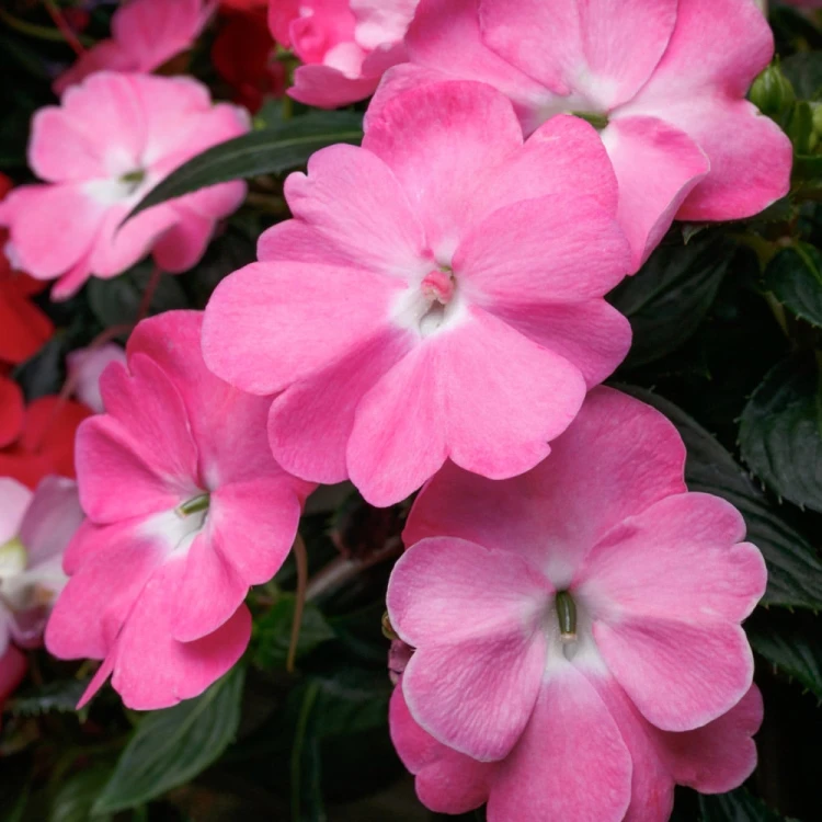 Niecierpek Sunpatiens Vigorous Pretty Pink