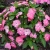 Niecierpek Sunpatiens Vigorous Pretty Pink