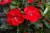 Niecierpek Sunpatiens Compact Red
