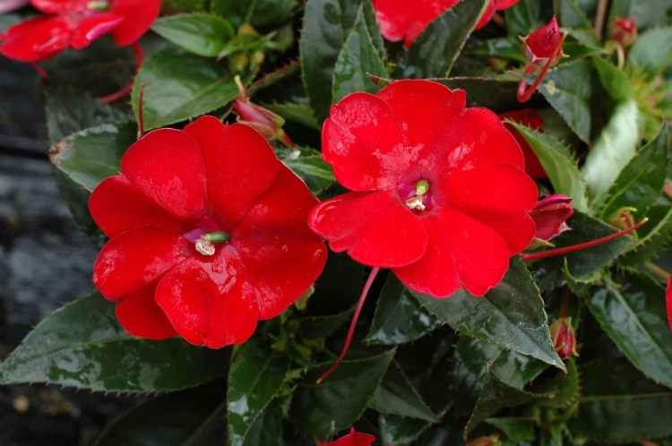 Niecierpek Sunpatiens Compact Red