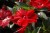 Niecierpek Sunpatiens Compact Red