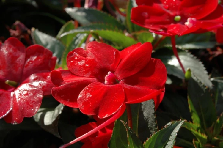Niecierpek Sunpatiens Compact Red