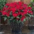 Niecierpek Sunpatiens Compact Red