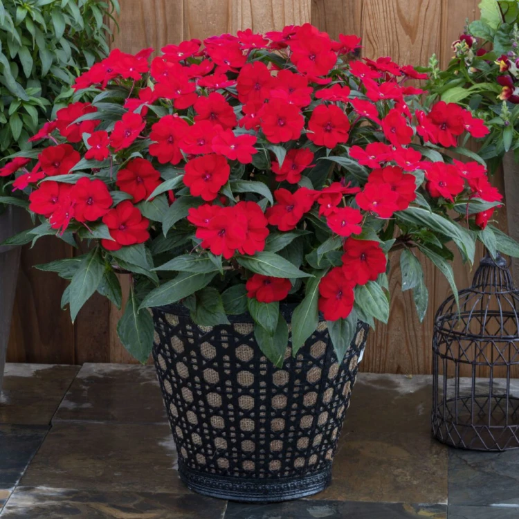 Niecierpek Sunpatiens Compact Red