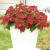 Niecierpek Sunpatiens Compact Red