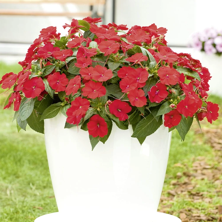 Niecierpek Sunpatiens Compact Red