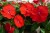 Niecierpek Sunpatiens Compact Red