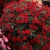 Niecierpek Sunpatiens Compact Red