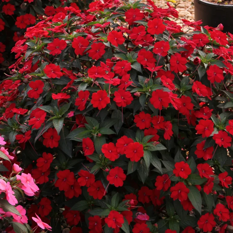 Niecierpek Sunpatiens Compact Red