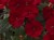 Niecierpek Sunpatiens Compact Red