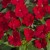 Niecierpek Sunpatiens Compact Red