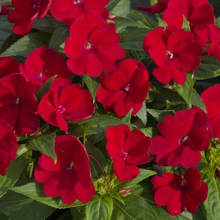 Niecierpek Sunpatiens Compact Red
