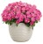 Niecierpek Sunpatiens Compact Hot Pink
