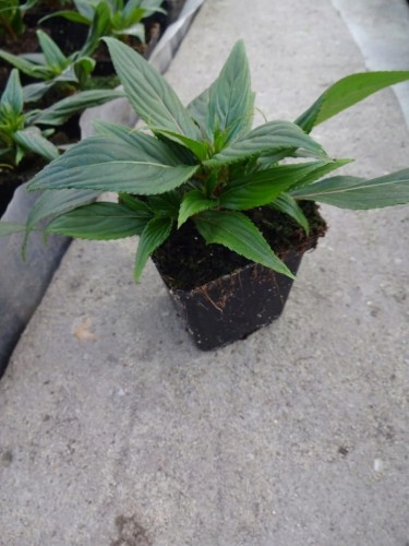 Niecierpek Sunpatiens Compact Hot Pink
