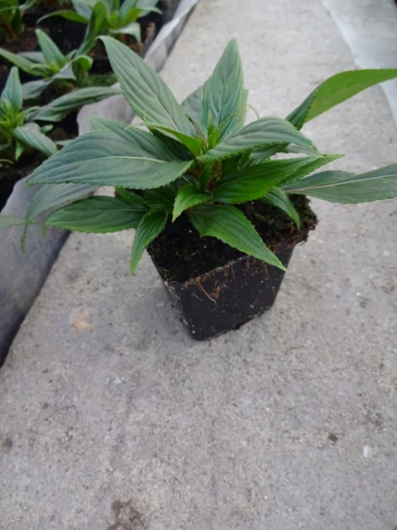 Niecierpek Sunpatiens Compact Hot Pink
