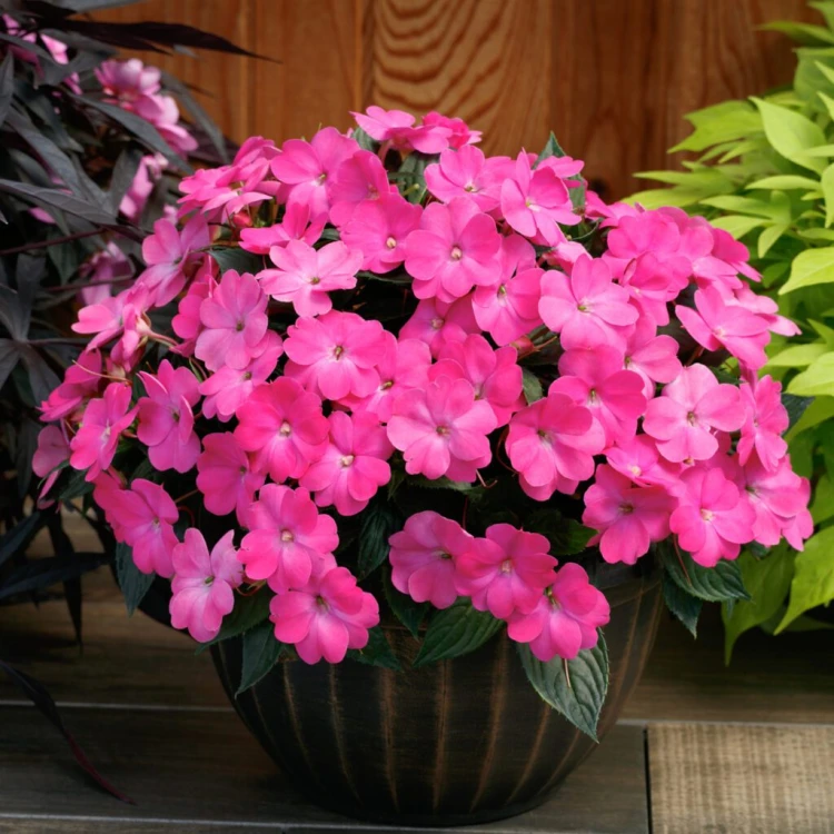 Niecierpek Sunpatiens Compact Hot Pink