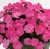 Niecierpek Sunpatiens Compact Hot Pink