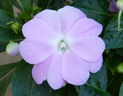 NIECIERPEK LAVENDER