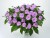 NIECIERPEK LAVENDER