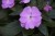 NIECIERPEK LAVENDER