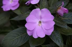 NIECIERPEK LAVENDER