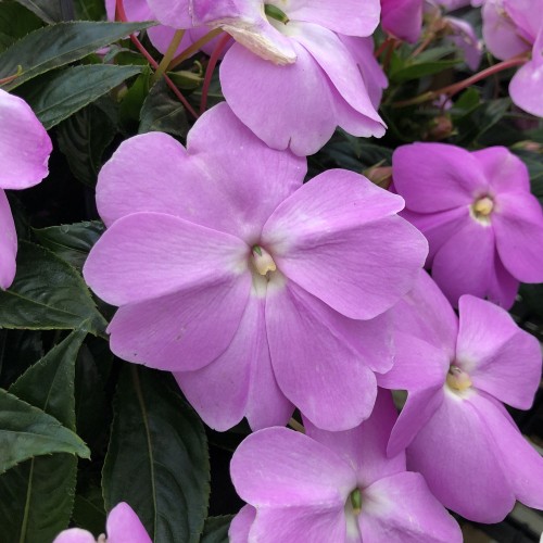 NIECIERPEK LAVENDER