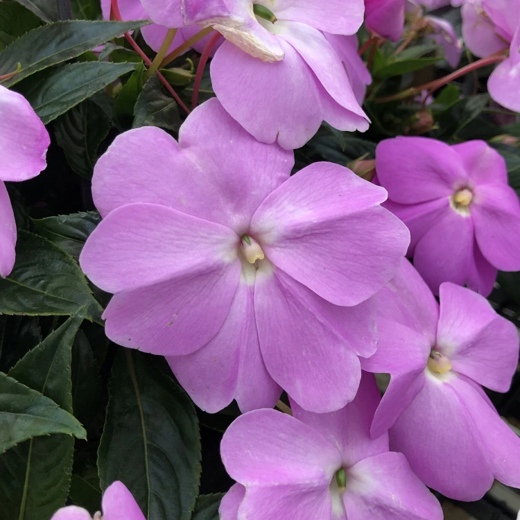 NIECIERPEK LAVENDER