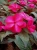 NIECIERPEK MAGENTA RED FLAME