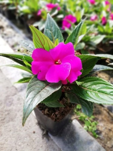 NIECIERPEK BISKUPI PURPLE BLUE P9