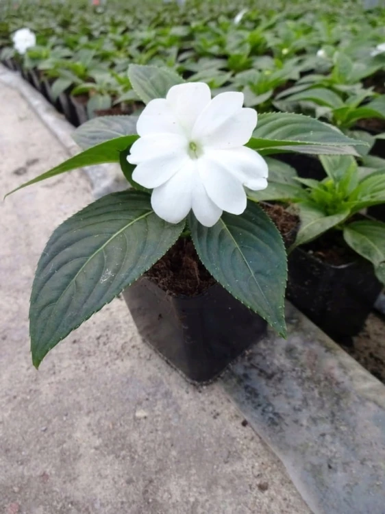 NIECIERPEK BIAŁY WHITE