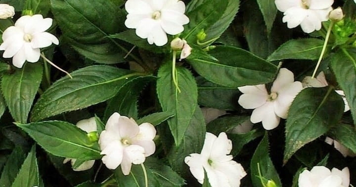 NIECIERPEK BIAŁY WHITE