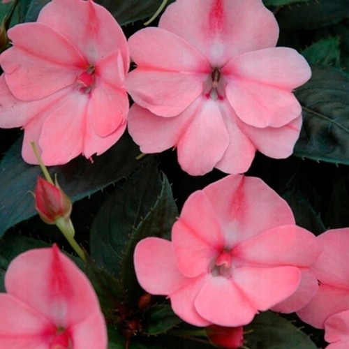 NIECIERPEK RÓŻOWY SALMON PINK