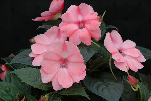 NIECIERPEK RÓŻOWY SALMON PINK