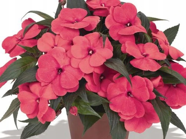 NIECIERPEK RÓŻOWY SALMON PINK