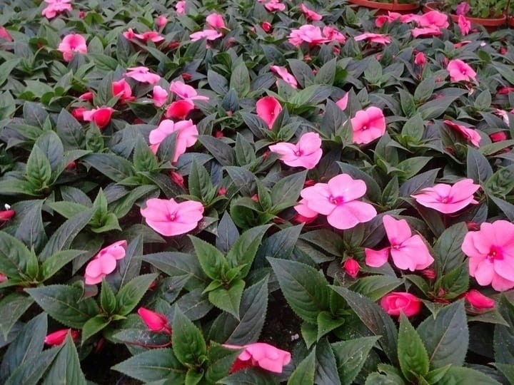 NIECIERPEK RÓŻOWY SALMON PINK