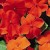 NIECIERPEK Orange Red p9