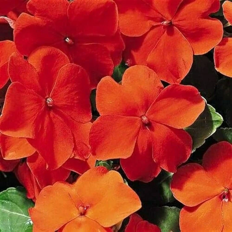 NIECIERPEK Orange Red p9
