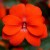 NIECIERPEK Orange Red p9