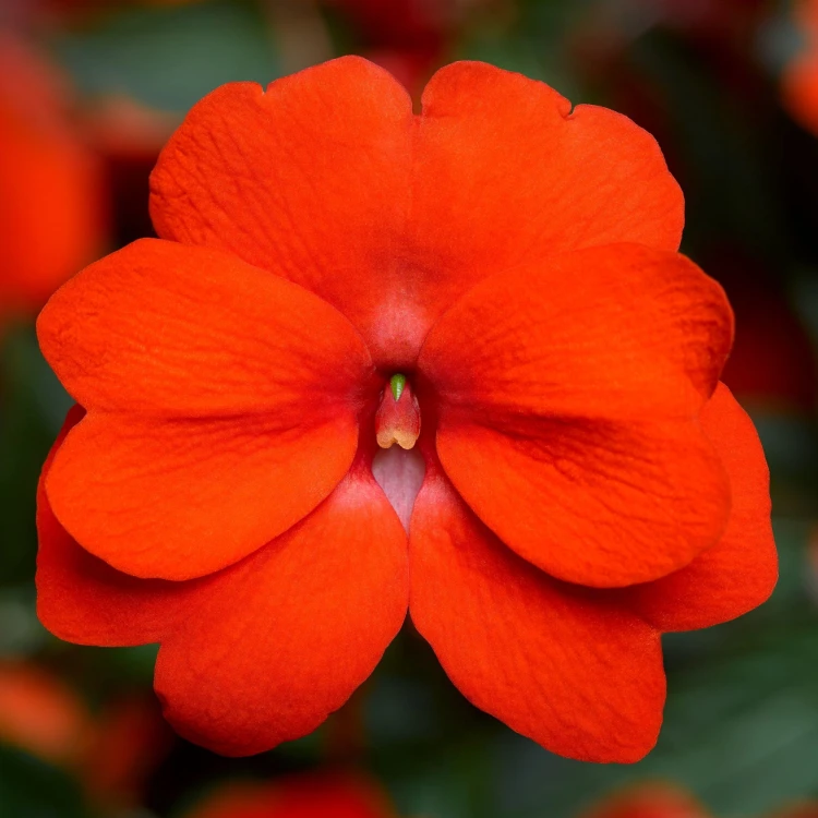 NIECIERPEK Orange Red p9