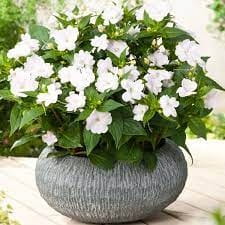 Niecierpek Sunpatiens Compact White