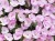 Niecierpek Sunpatiens Compact Orchid Blush
