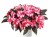 Niecierpek Sunpatiens Vigorous Peach Candy