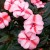 Niecierpek Sunpatiens Vigorous Peach Candy